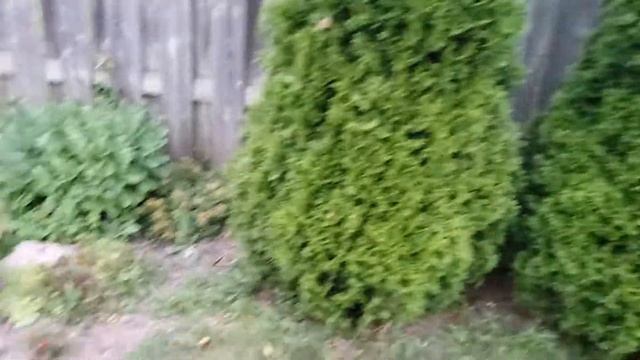 Hosta garden tour. 3 weeks later. смотреть онлайн