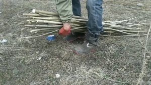 Как заготавливать лозу  для изготовления плетеной мебели.