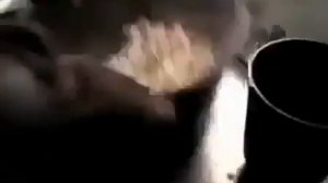 Общая кремация животных Москва