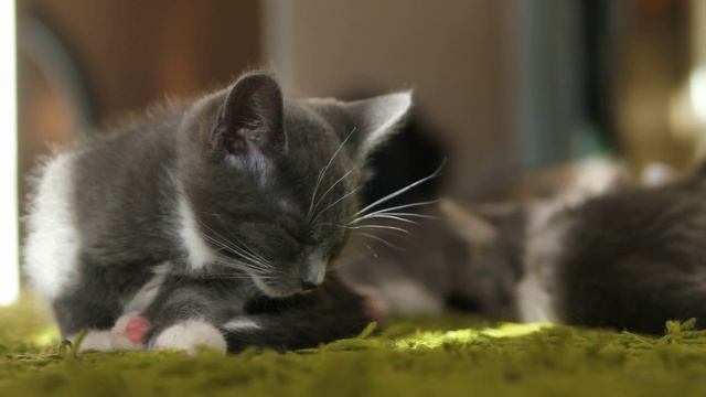 Котьошка засинає смотреть онлайн