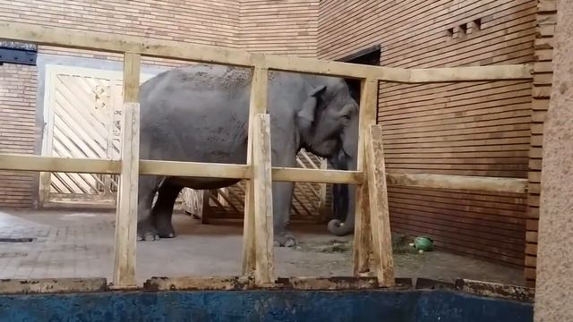 ЗООПАРК СОФИЯ смотреть онлайн