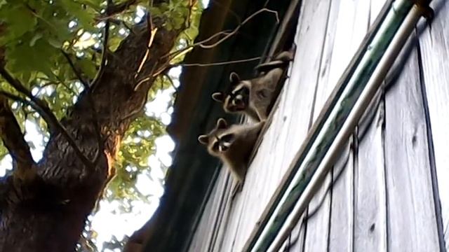 семейство енотов смотреть онлайн