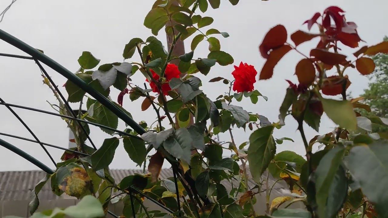 Салита. Salita. (плет. клаймб.) rosebushes.ru смотреть онлайн