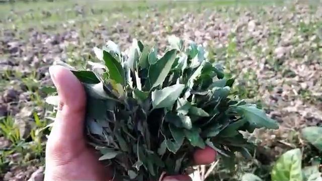 বেথুয়া/বাতুয়া শাকের উপকারিতা, বাতুয়া শাকের ঔষধি গুনাগুন । смотреть онлайн