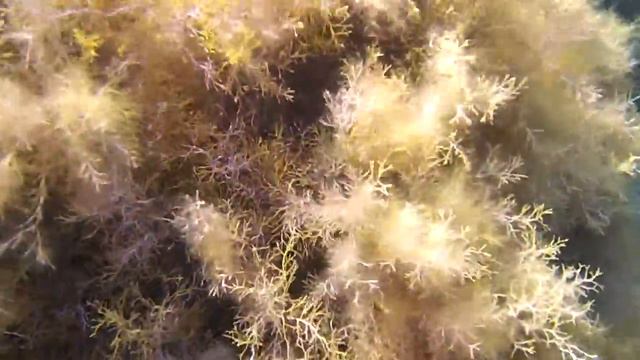 Судак Можжевеловая роща. Дно Черного моря Крым смотреть онлайн