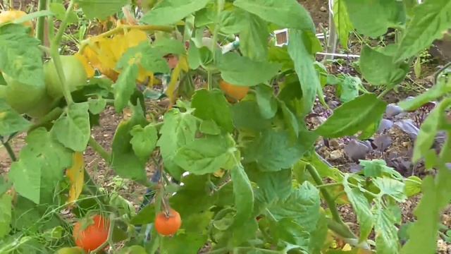 ТОМАТ ИЮНЬСКИЙ смотреть онлайн