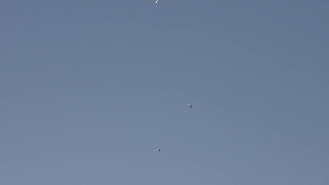 Голуби борьба за небо и сапсан.Pigeons fight for the sky and peregrine falcon. смотреть онлайн