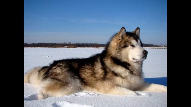Аляскинский маламут. Alaskan Malamute.