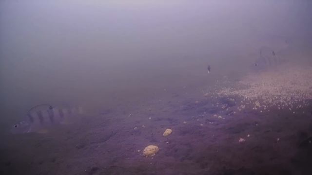 ОПАСНЫЙ ПЕРВЫЙ ЛЕД !!! ( Сузун ) 12 ноября 2023г. Рыбалка с подводной камерой. смотреть онлайн