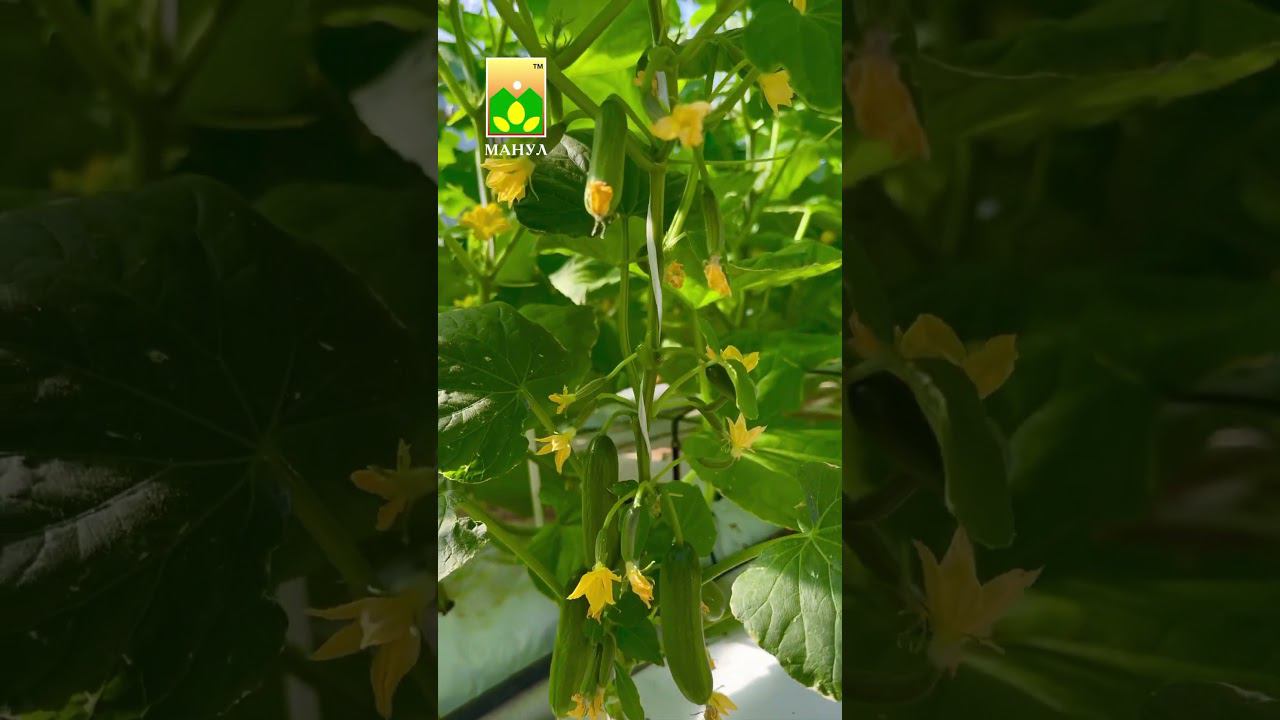 ПОЧЕМУ НЕ РАСТУТ ЗАВЯЗИ ❓ #совет #агроном #агрофирма #огурец #огород #сад #дача #урожай #овощи