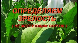 ДНЕВНИК ТАБАКОВОДА № 24 ( 4.07. определяем зрелость зеленых сортов табака ) ТАБАК