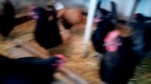 Эггеры!!! Куры несущие цветное яйцо!!!