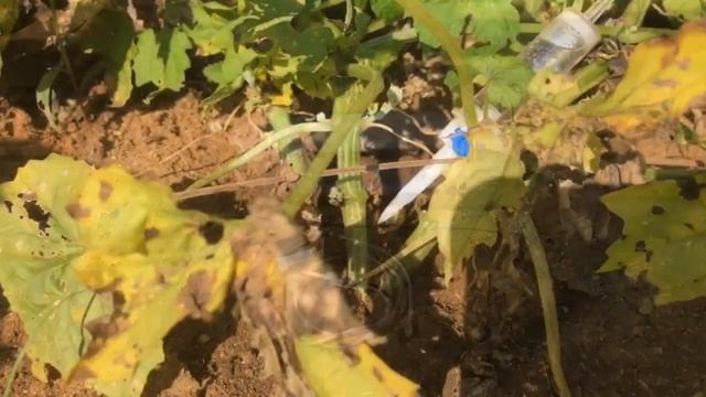 Капельный полив, растений , своими руками.