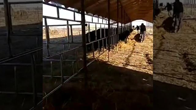 Коровы Абердин-ангусы переехали к нам смотреть онлайн