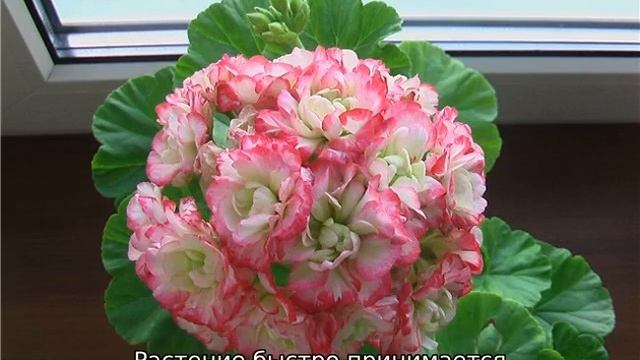 Пеларгония Apple Blossom Rosebud смотреть онлайн