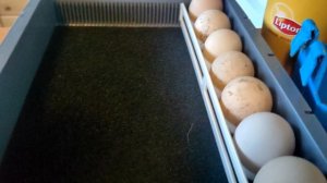 обзор инкубатора RCom #инкубатор #цыплята #ферма