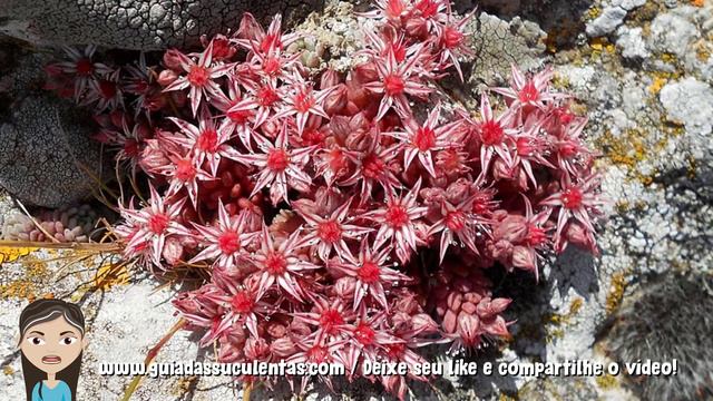 Sedum Hispanicum: Guia Completo Desta Suculenta смотреть онлайн