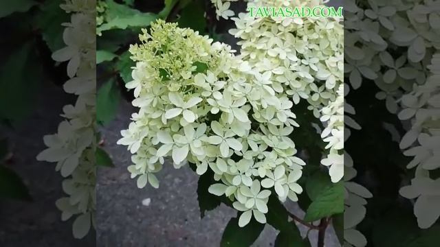 Гортензия метельчатая Роял Флауер Киев 07 2023 смотреть онлайн