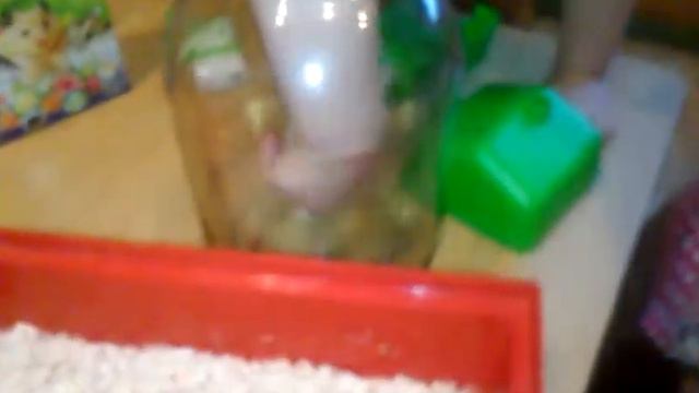 Домашний любимец питомец сирийский хомяк МаДи