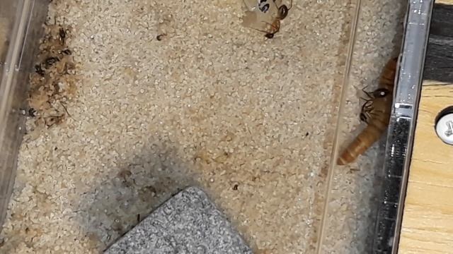 Муравьи феллахи!!!! Охота на червя. смотреть онлайн