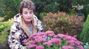 Неприхотливые садовые цветы  Очиток видный и многолетняя астра