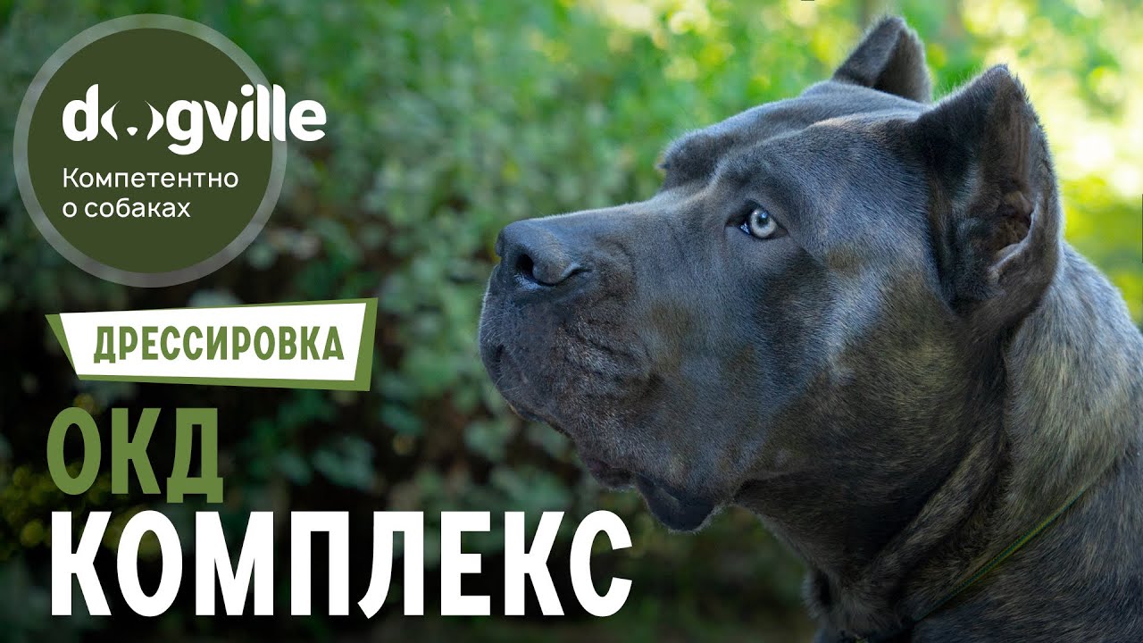 Комплекс команд - Общий курс дрессировки смотреть онлайн