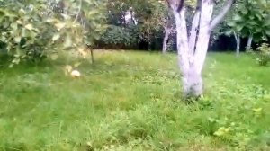 Виноград Коринка русская 2018г.