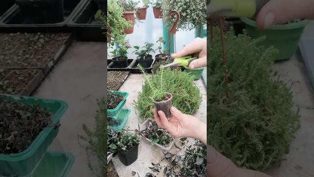 Традесканции и не только, формировка и стрижка смотреть онлайн