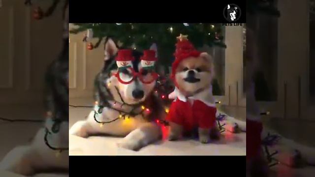 Как проводят животные Рождество смотреть онлайн