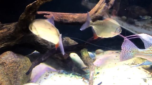 Metynnis sp. onigiri, geophagus sveni Rio parana, mesonauta festivus breeding pair смотреть онлайн