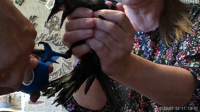 Школа ветврача орнитолога. Делаем фиксирующую повязку на пальцы серой вороне. смотреть онлайн