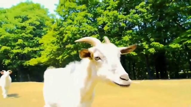 Nora to oujo to noraneko heart episode 06 subtitle Indonesia смотреть онлайн