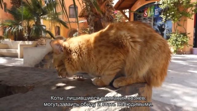 Кошка и ребенок в одном доме