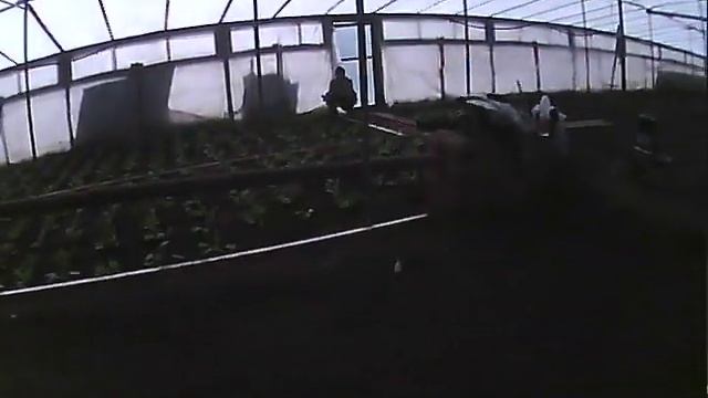 как сажать и выращивать капусту высадка в теплицу смотреть онлайн