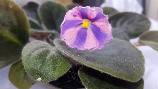 Фиалка Химера досталась маме в подарок. смотреть онлайн