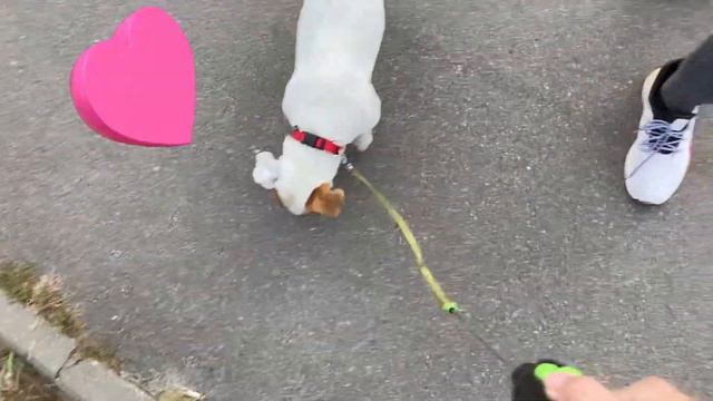 Vlog. Прогулка с собаками. И подругой 🤗! смотреть онлайн