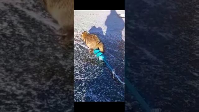 Наглый енот на рыбалке смотреть онлайн