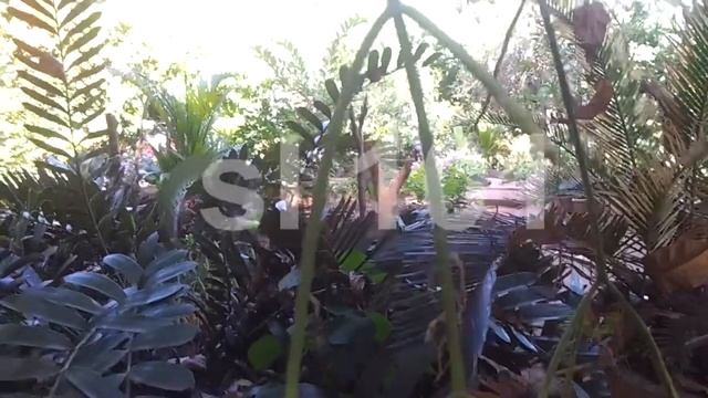 nawahandi - Rhipsalis baccifera - Ayurvedic Plants смотреть онлайн