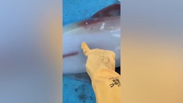 ИДЕАЛЬНЫЙ ТАЙМИНГ! На Камеру Попало ТАКОЕ, Что Нужно Обязательно Увидеть!(1) смотреть онлайн