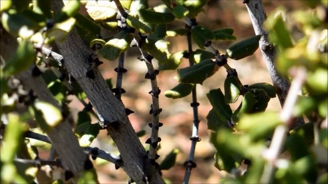 Hoary-Leaf Lilac, Ceanothus crassifolius, Escondido, California смотреть онлайн