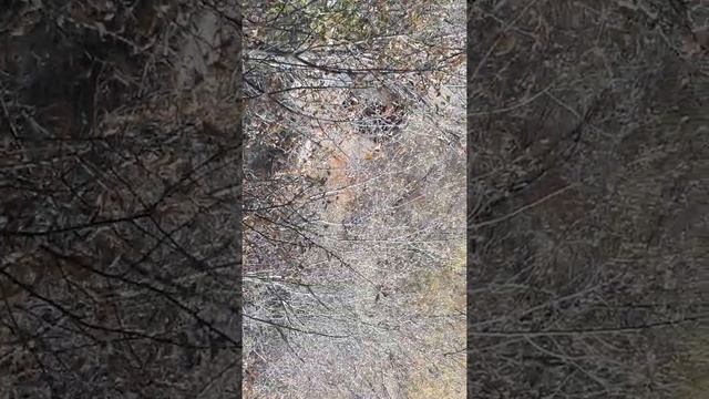шашлык на природе из шампиньонов смотреть онлайн