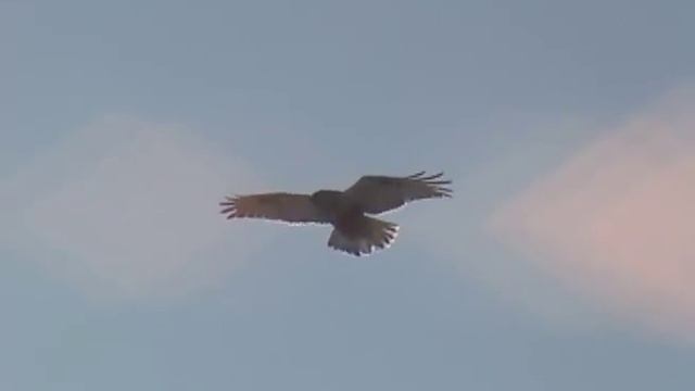The rough-legged buzzard or rough-legged hawk - Мохноногий канюк или зимняк смотреть онлайн
