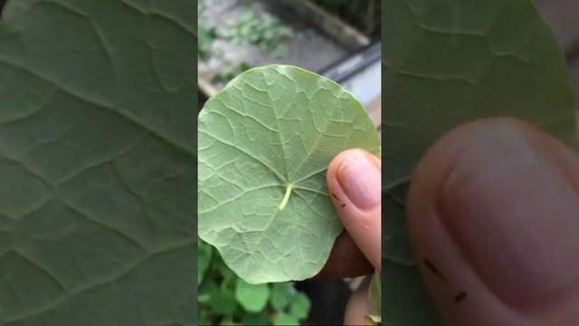 НАСТУРЦИЯ. МИНИРУЮЩАЯ МОЛЬ смотреть онлайн