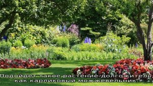 Клумба из многолетников непрерывного цветения: схема посадки