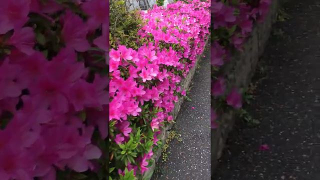 ツツジ〜 смотреть онлайн