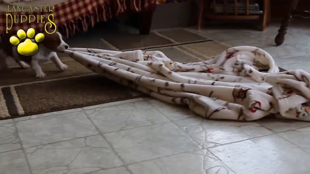 Jack Russell Terrier Puppies смотреть онлайн