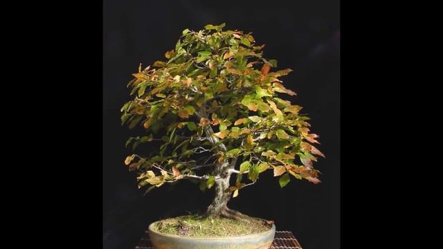 Musclewood Carpinus caroliniana Hazelnut family (Corylaceae) смотреть онлайн