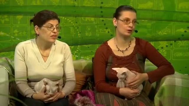 Сфинкс. Особенности ухода за кошкой смотреть онлайн