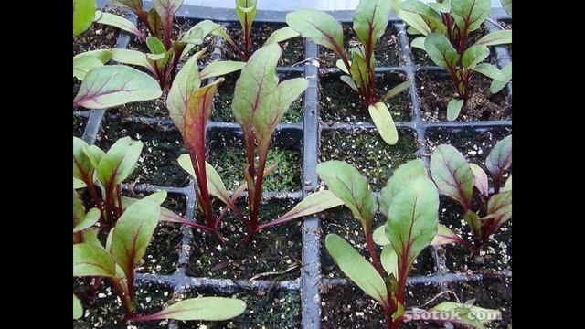 Обзор сорта свеклы"Бона" (характеристики, свойства, фото) смотреть онлайн