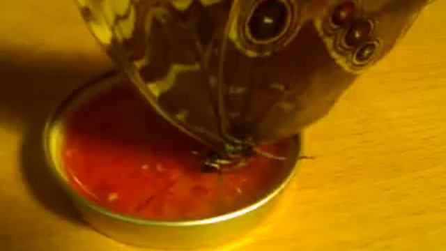 Кормление Голубого Морфо смотреть онлайн